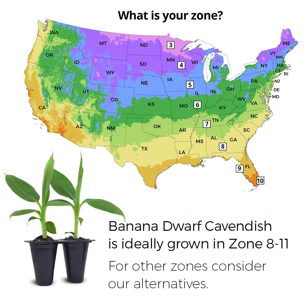 Banana Tree Dwarf Cavendish (4 Pack) Live Banana Plant for Sale | Easy to Grow Plants | Edible Fruit Plant. | Grow Your own Food on Your Edible Organic Garden|Live for Planting|