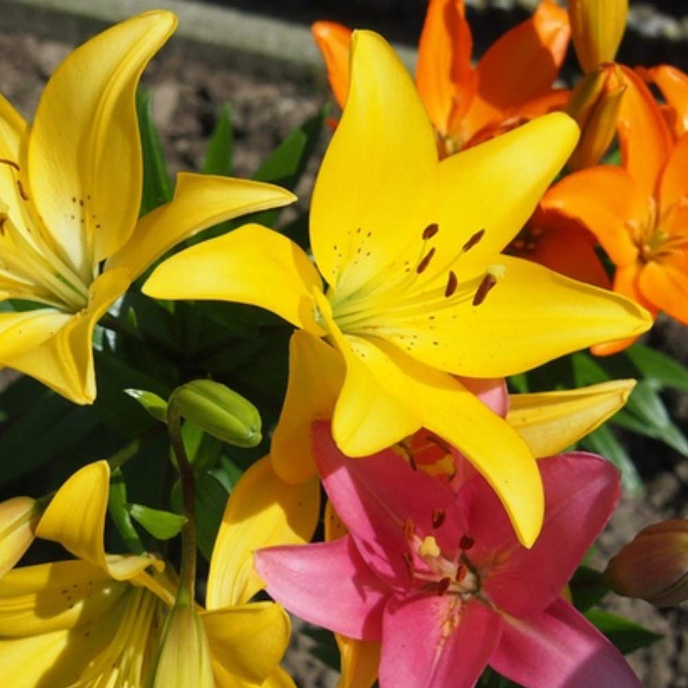 Amazing Deal - Complete Spring & Summer 100 Bulbs - Garden Party Flower Bulb Collection - Beautiful Sun Loving Flowers with Large Corolful Blooms - Variety Colors - Butterflies, Bees & Hummingbirds