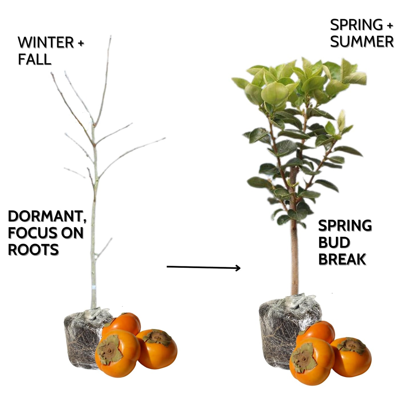 Persimmon Fruit Trees Live Plants, 6-14 Inches Seedlings, Well-Rooted, American Persimmon Tree for Planting Outdoor, Zones 7-9, No Leaf, Bare Roots