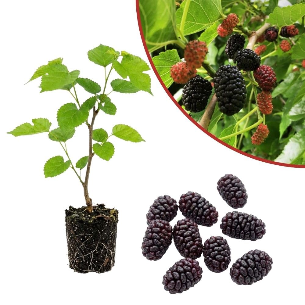 Dwarf Everbearing Mulberry Fruit Plant Live 6-8 Inches Tall, Sweet Mulberry Live Plant for Planting Outdoor Garden