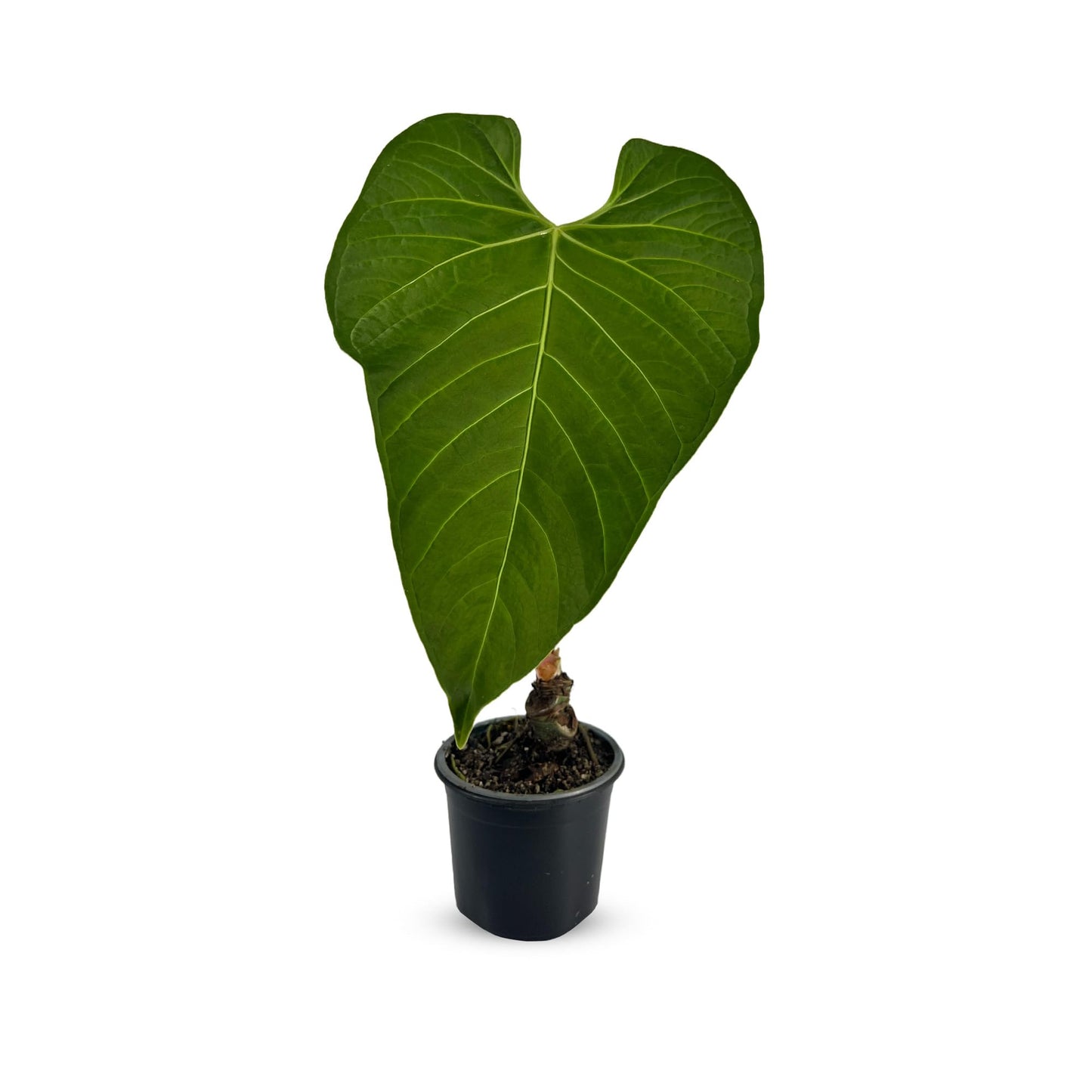 LEAL PLANTS ECUADOR Anthurium Regale AFF - Live Tropical Houseplant for Air Purification| Heart Leaf Plant | Rare Anthurium x Luxurians | Perfect for Home Decor, Unique Gift for Plant Lover
