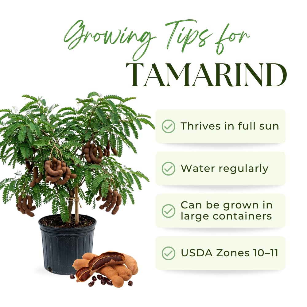 Sour Tamarind Tree Live Plant, Tamarind Plant, Well Rooted 2 Feet Tall, 3 Gallon Pot, Tropical Fruit for Edible Garden and Backyard, No Ship to CA