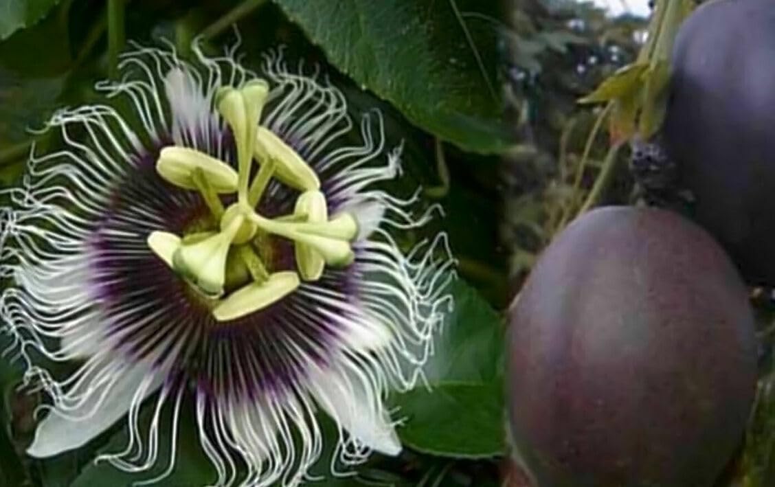 Live Plant - Possum Purple Passion Fruit Live Starter Plant Passiflora edulis Self Fertile