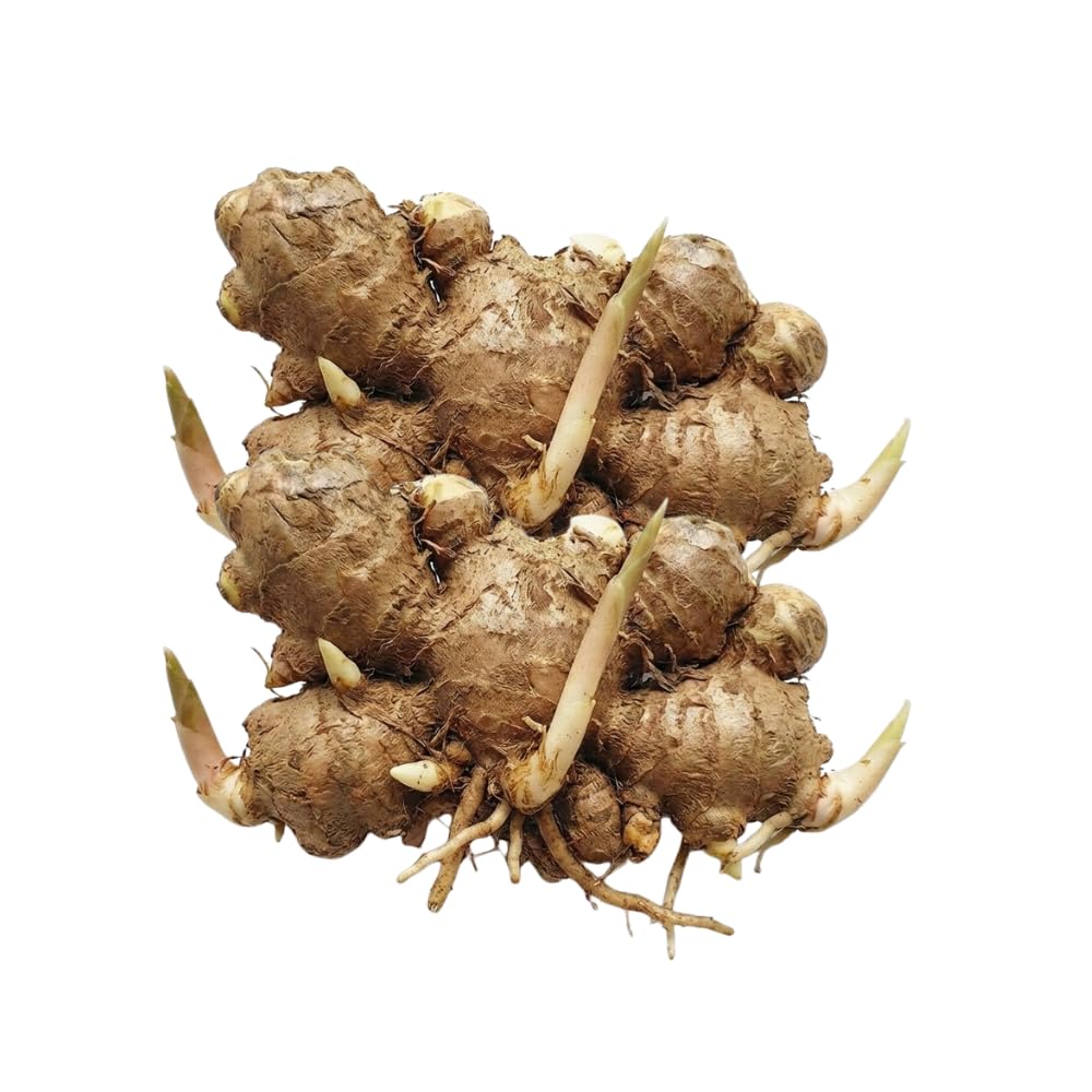 Set 10 Awapuhi Shampoo Ginger Roots, Zingiber Zerumbet Tropical, Fresh Ginger for Grow Garden, Ready to Grow