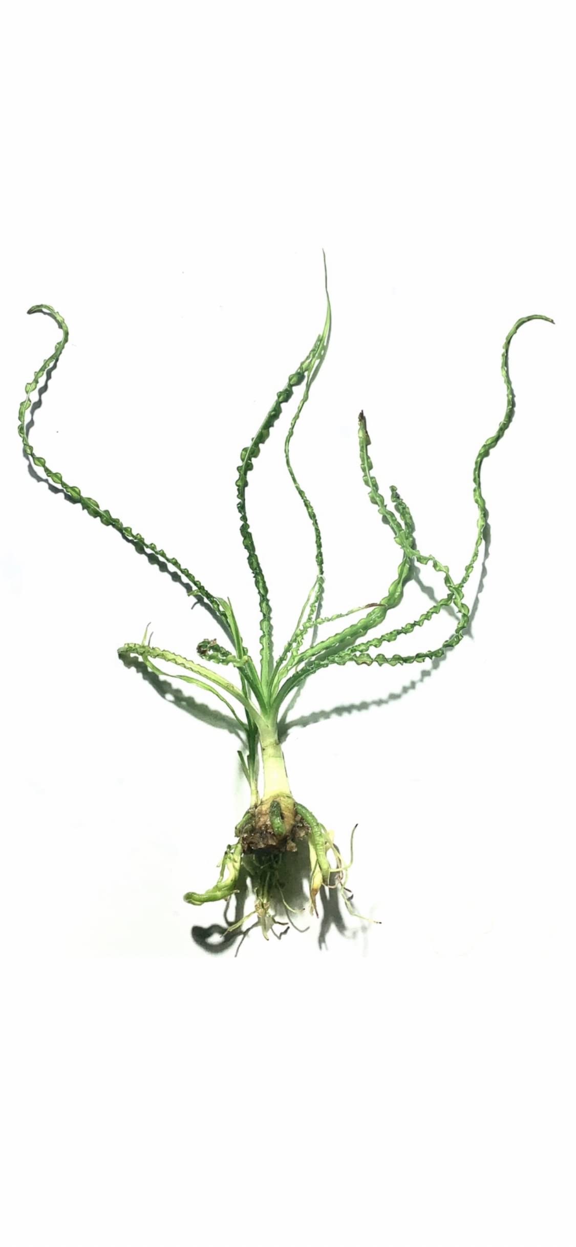 Marcus Fish Tanks Crinum Calamistratum Easy to Grow Hardy Live Aquarium Plant Betta Fish Plants