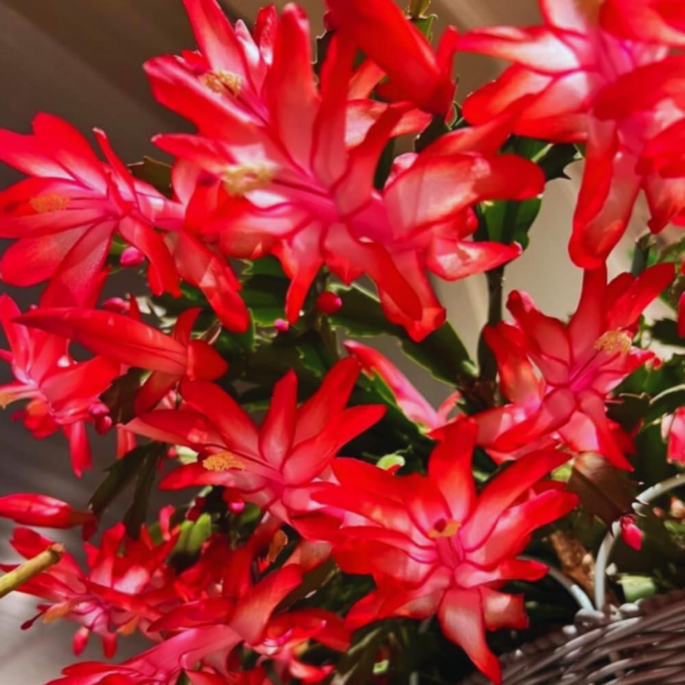 Christmas Cactus Plant Live, Holiday Cactus Live Plant, Hanging Baskets Houseplants, 4 Inc Potted (Red)