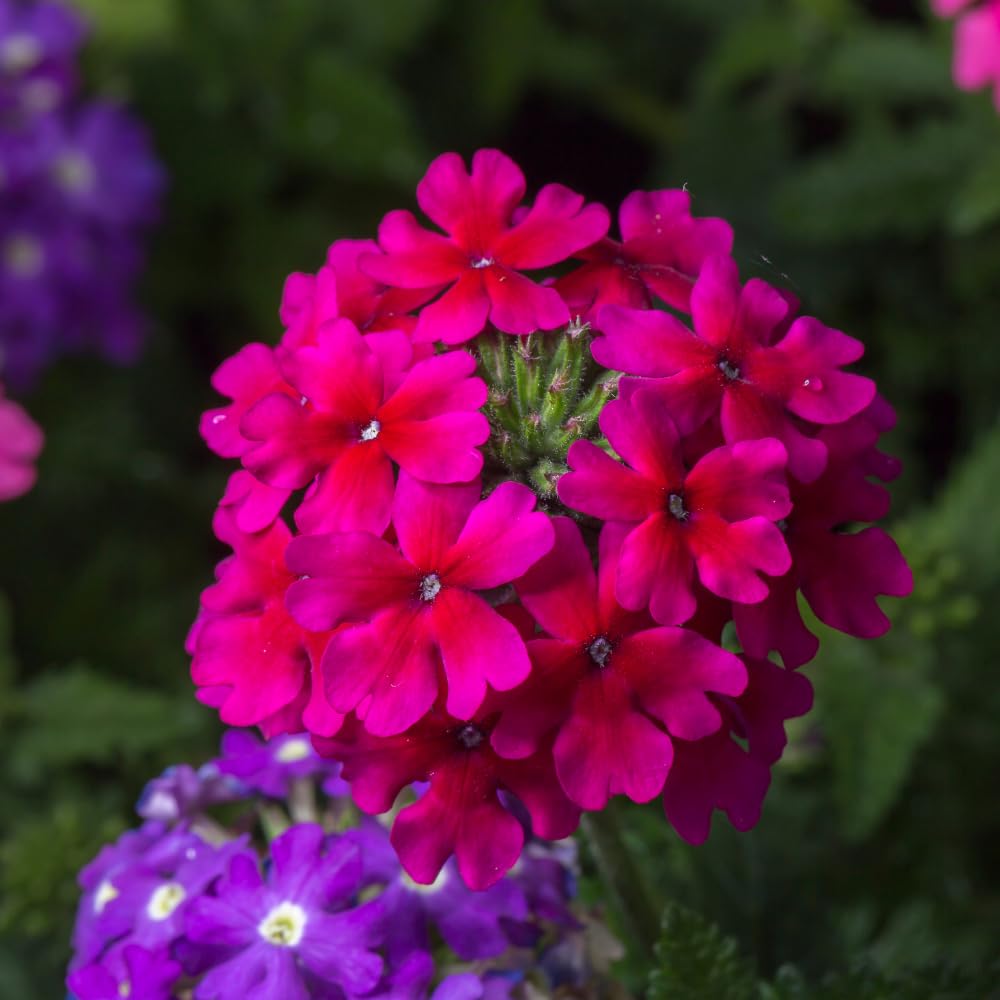 2 Pink Verbena Plants Live for Planting, Colorful Blooming Flower Plant, Verbena Live Plants, 5 to 7 Inc Tall