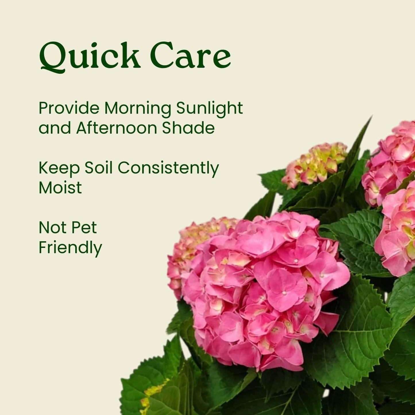 Live Plant Hydrangea Pink Merritt Supreme - Tropical Plants of Florida - 20 inch to 24 inch Overall Height (Plant Only)