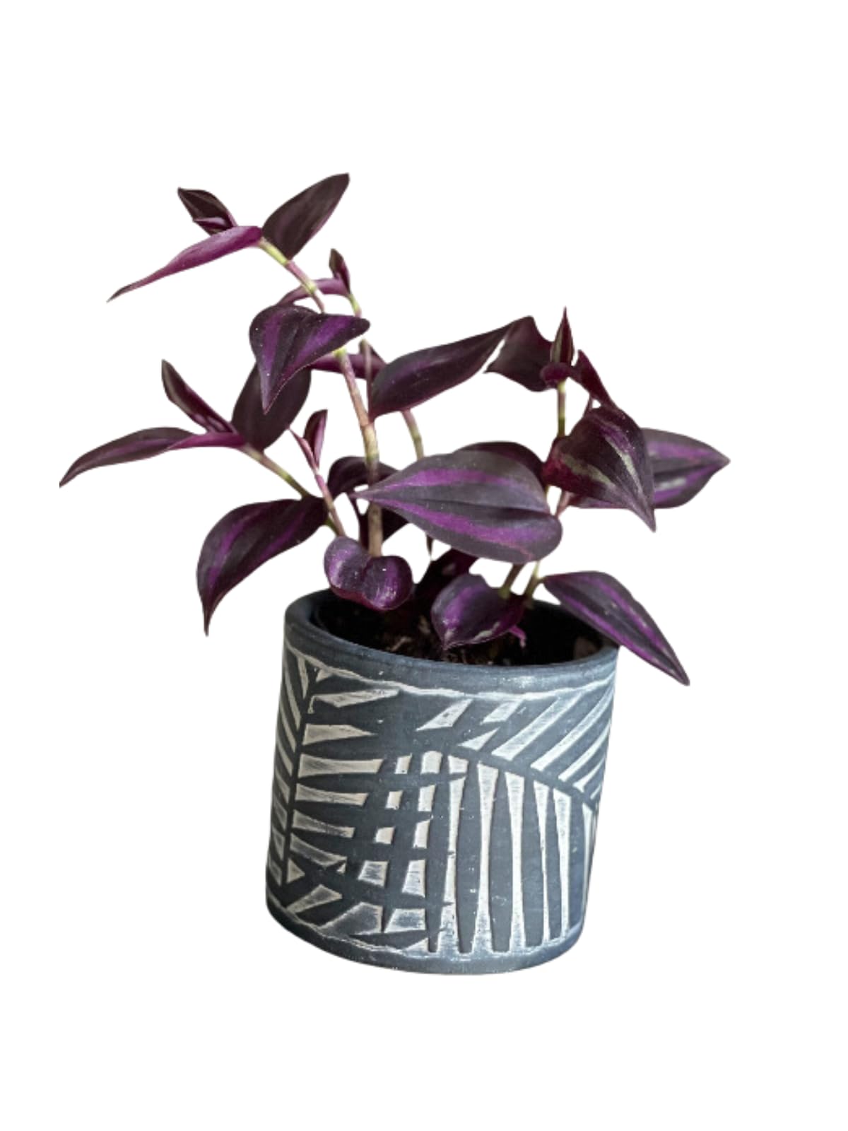PLANTVERS Purple Jew Live Plant in a 4" Nursery Pot - Low Light Air Purifier - Low Maintenance Houseplant Gift