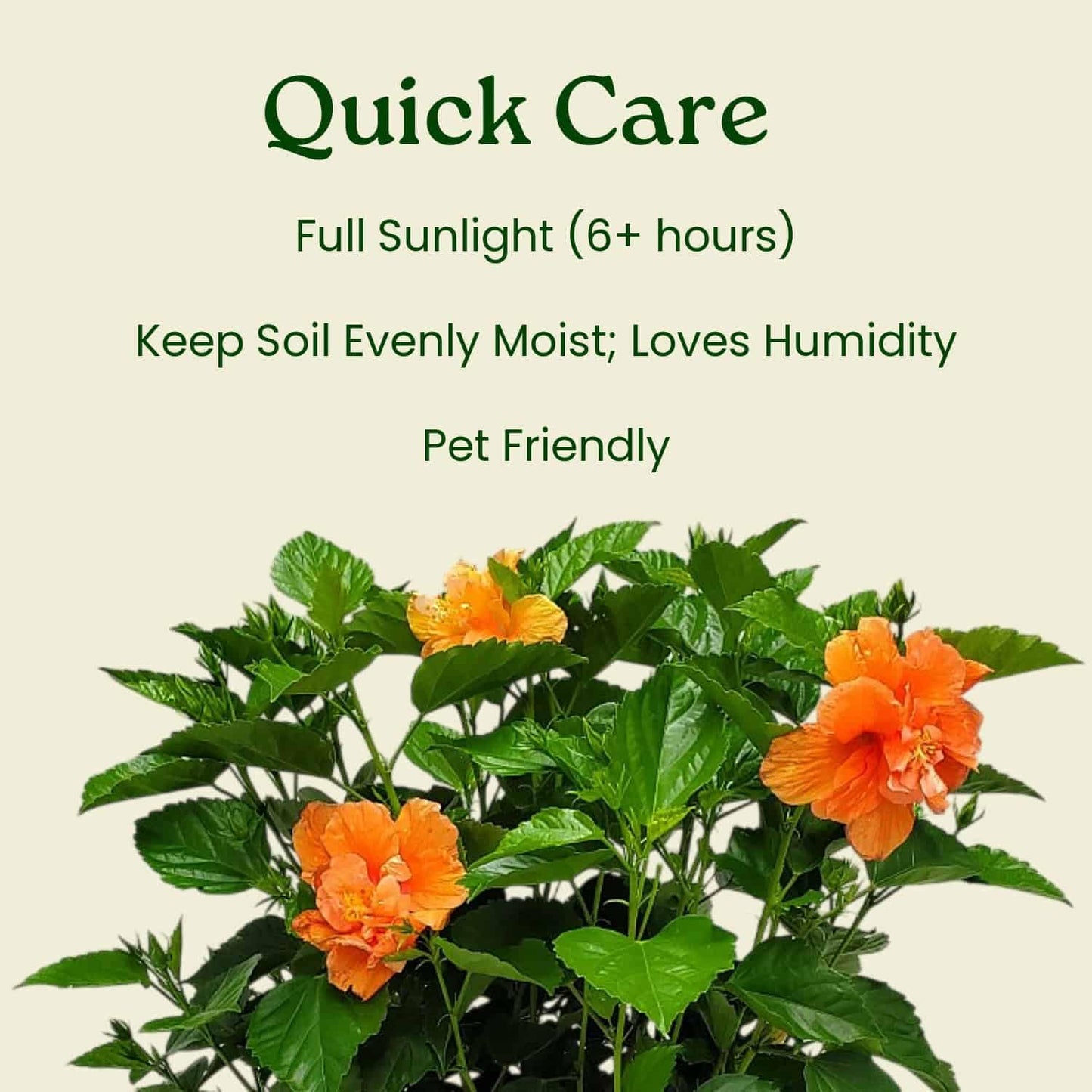 Hibiscus Bush - Double Peach Flowering Plant Live - Overall Height 26" to 28" - Tropical Plants of Florida (Plant Only)
