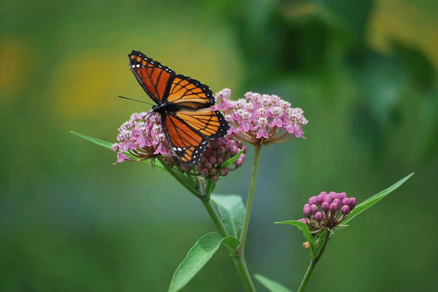 Generic Pink Milkweed Live Plants - Pack of 2 - Swamp Milkweed Plant - Monarch Butterfly Attractant - Perennial Blooms - Ideal for Gardens and Pollinator Habitats - Asclepias incarnata