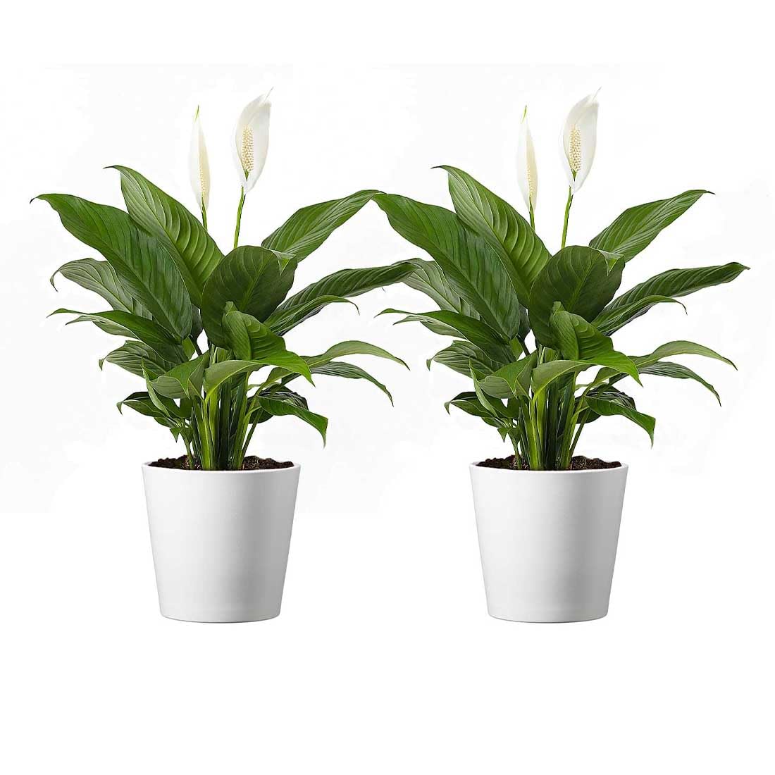 American Plant Exchange Spathiphyllum Peace Lily Live Plant, Indoor Flowering Houseplants, 4-Inch Pots, 2 Pack, Pot Covers, Easy Care, Low Light, Perfect for Housewarming, Sympathy, or Party Gifts