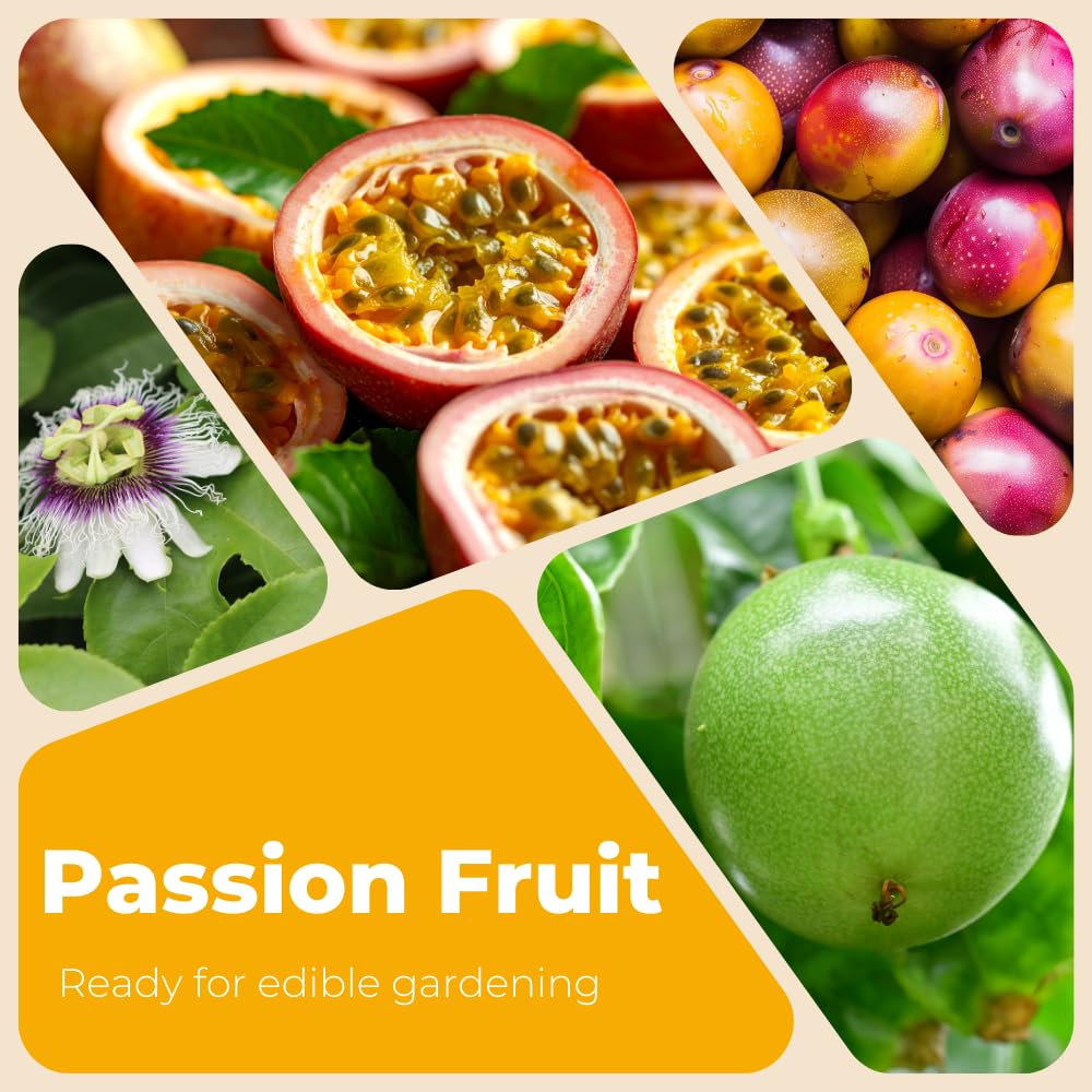 Sweet Passion Fruit Plant Live, Fragrant Passion Fruit Tree Live Plant, Edible Fruit Bearing Vine, Perennial Tropical Plant for Outdoor Gardening, 4-6 Inches Tall