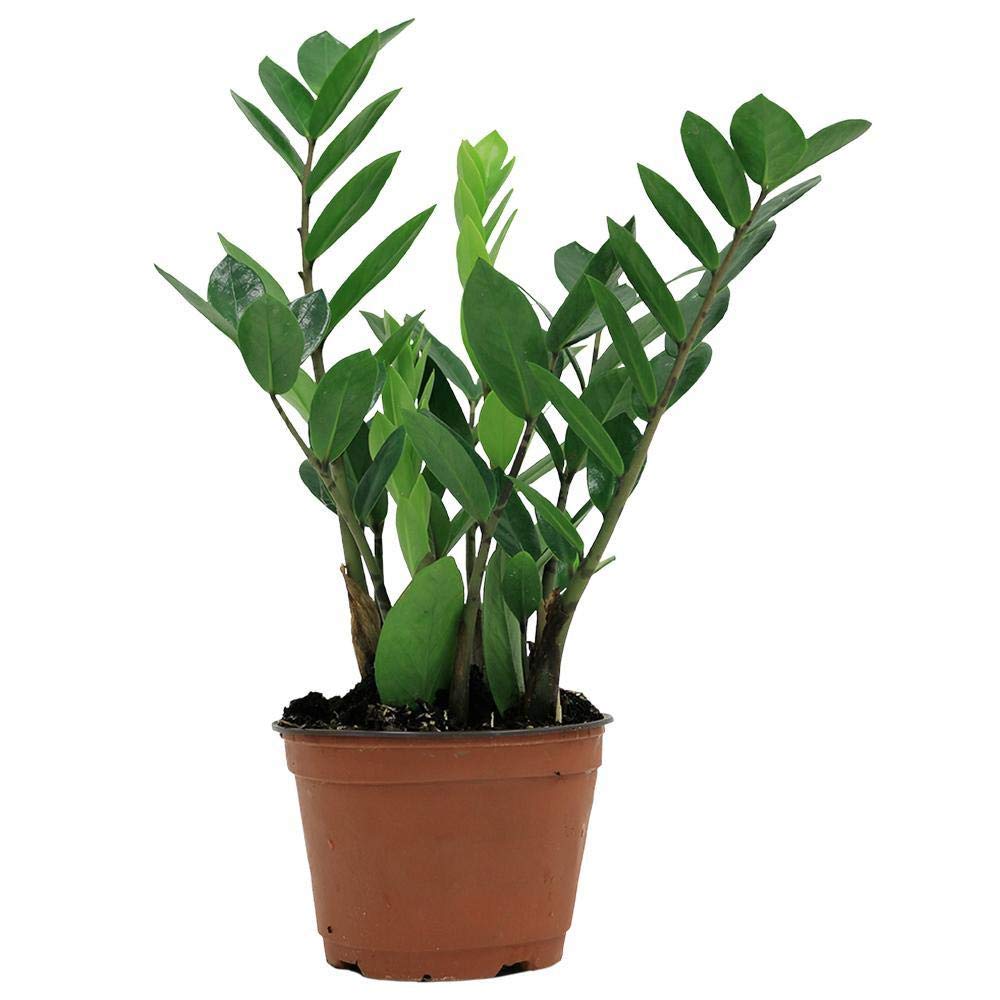 ZZ Plant - Live Plant in a 4 Inch Pot - Zamioculcas Zamiifolia - Beautiful Easy to Grow Air Purifying Indoor Plant