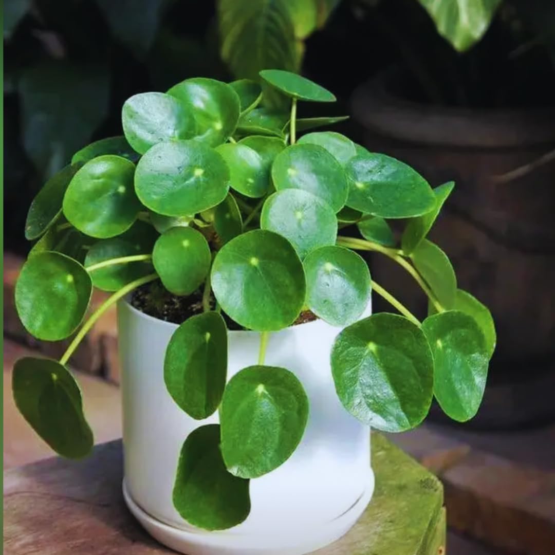 2 Money Tree Plant Indoor, 5 to 7 Inc in Height, Pilea Peperomioides Live, Money Plant Live Houseplants for Planting Growing