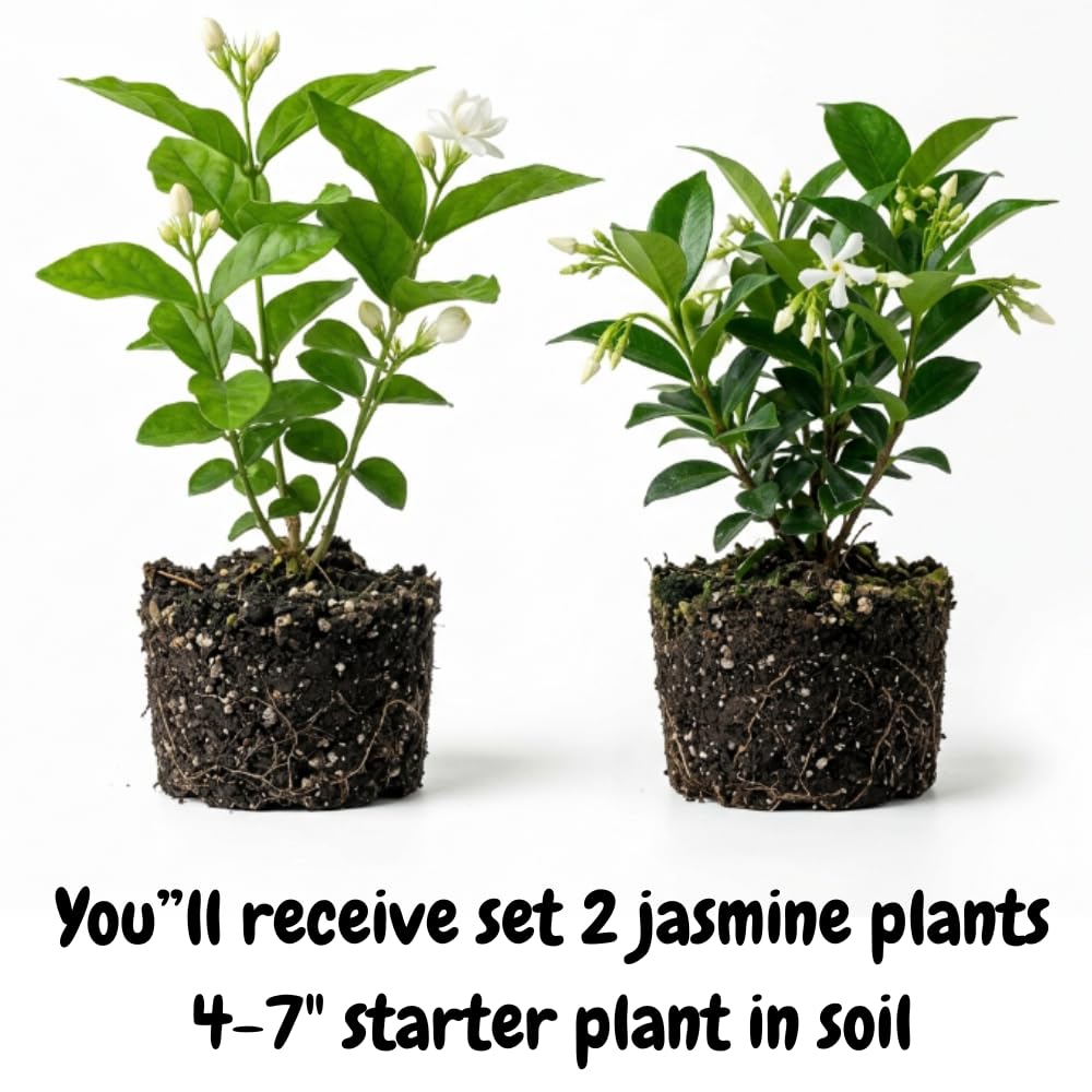 2 Mix Jasmine Plants Live, 4-7" Tall Jasmine Plant Outdoors Indoors Garden, Fragrant White Flowers Plants for Planting, Well Rooted, No Pot