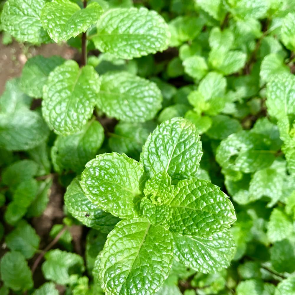 Mint Plant Live, 3 Mojito Mint Herb Plants, 4 to 6 Inc Tall, Fragrant Perennial Plants for Gardening Outdoor, No Pot
