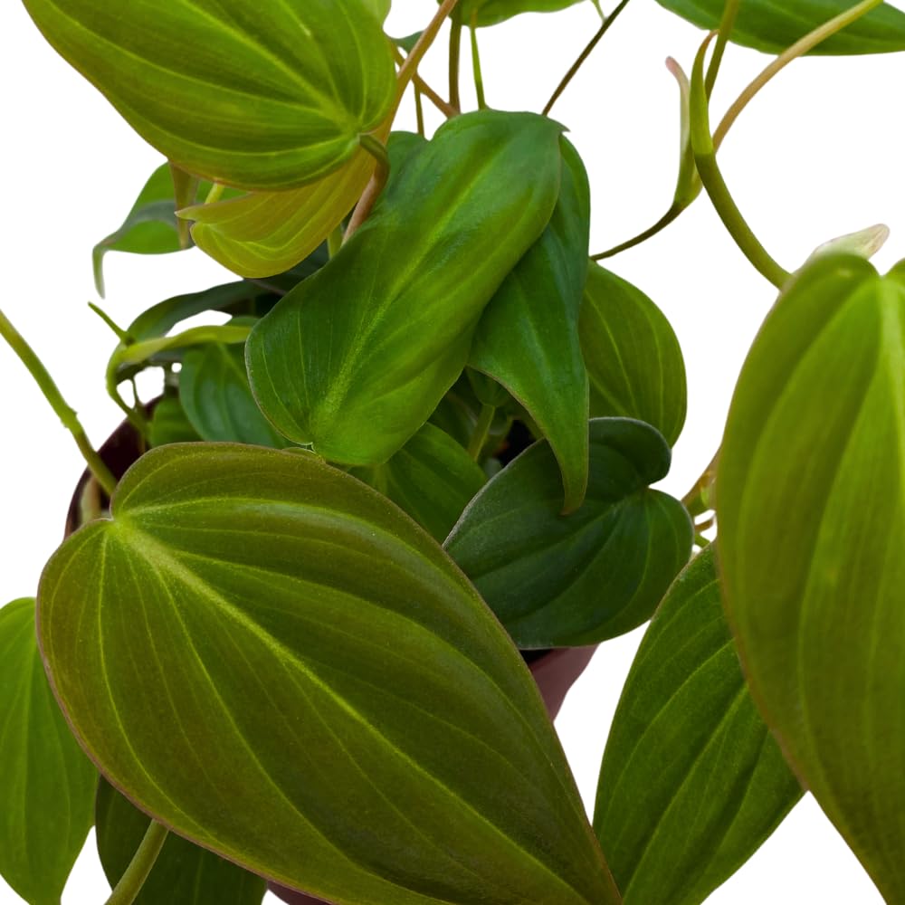 BubbleBlooms Philodendron Micans Hederaceum in a 4 inch Pot Heart-Leaf Philo, Sweetheart Plant