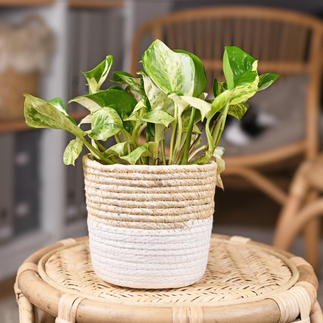 Set 2 N’Joy Pothos Live Houseplant, Variegated Pothos Plant, 3 Inches Pot for Indoor or Outdoor Growing
