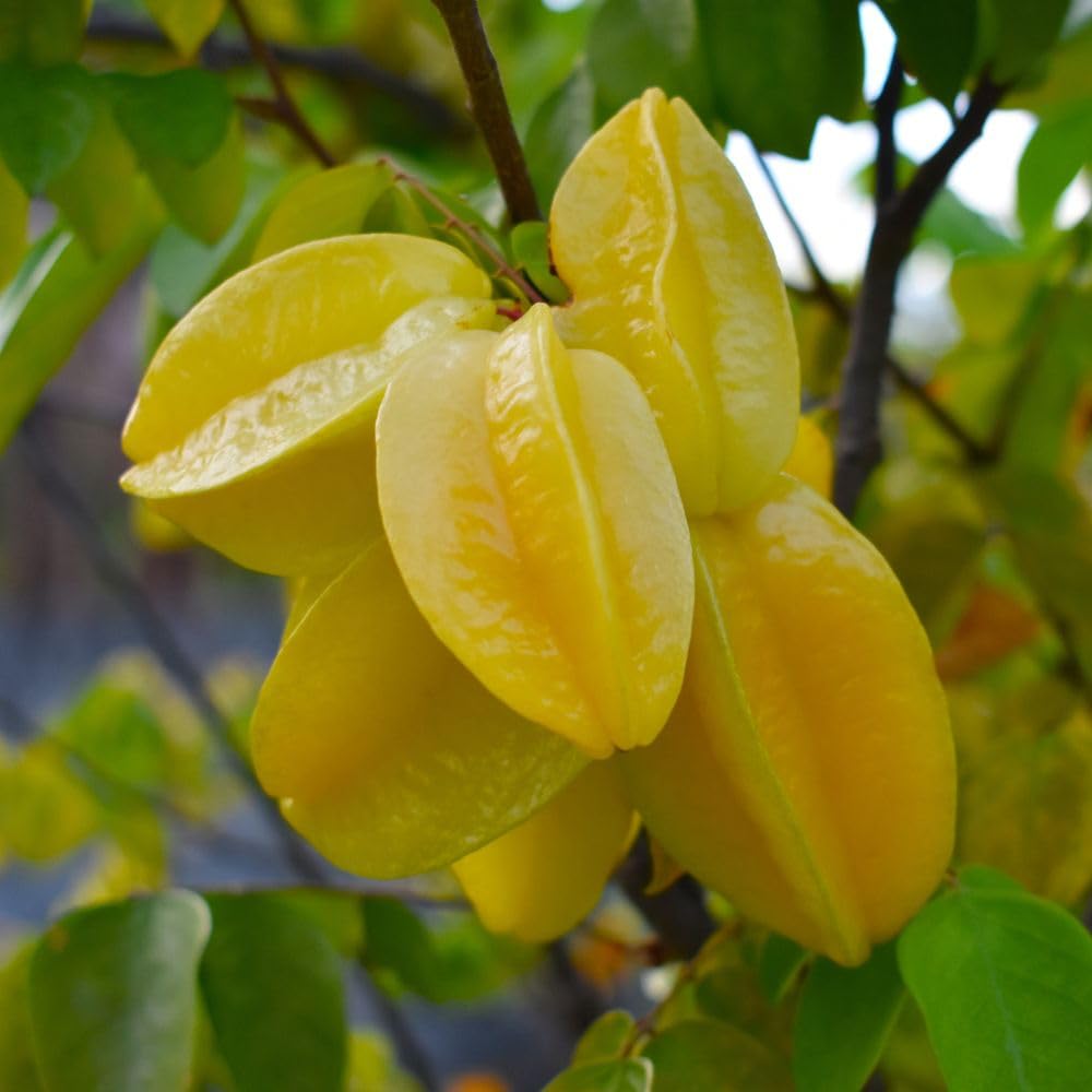 Starfruit Tree Live Plant 3 Gallon 2 to 3 Feet Tall, Live Sweet Tropical Starfruit Fruit Tree for Garden, No Ship to CA