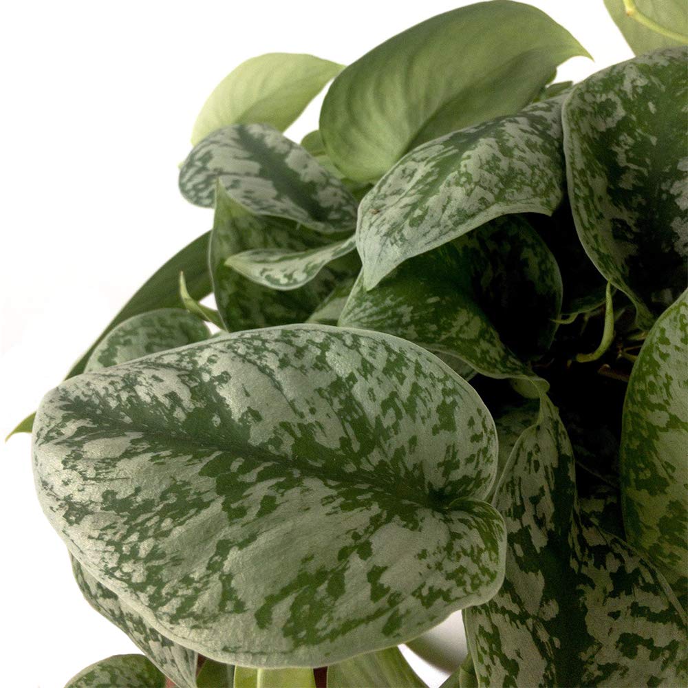 American Plant Exchange Silver Splash Pothos – Live 6-Inch Potted Satin Pothos Vine, Easy-Care Air Purifying Houseplant, Fast-Growing Indoor Plant for Home, Office & Modern Tropical Indoor Décor