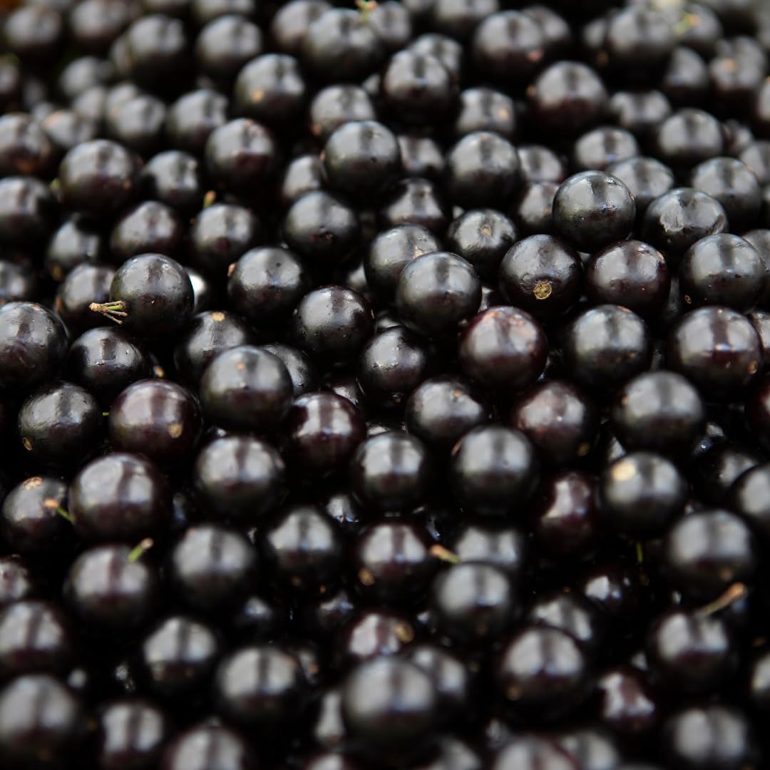 Live Jaboticaba Plant, Black Jabuticaba Tree, 2-3 Feet in 3 Gallon Pot, Brazilian Grapetree, Ready to Grow, No Shipto CA