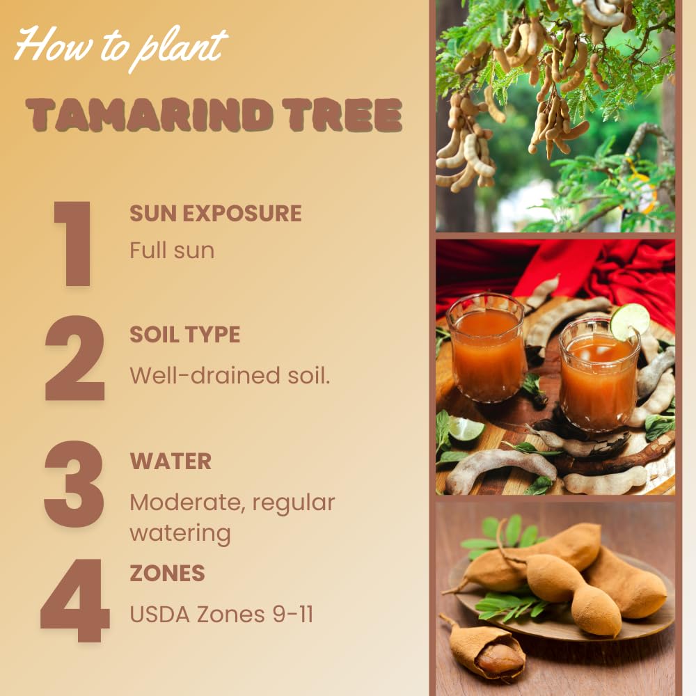 Tamarind Live Plant, Tamarind Tree for Planting, Fruit Perennial Tropical Plants, 2 to 3 feet Tall in 1 Gallon Pot