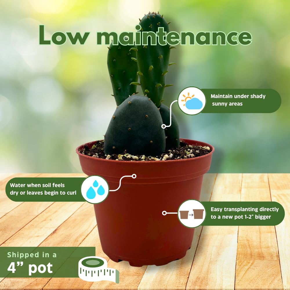 BubbleBlooms Opuntia ficus-Indica, Prickly Pear Cactus, Rare Cactus in a 4 inch Pot Well Rooted