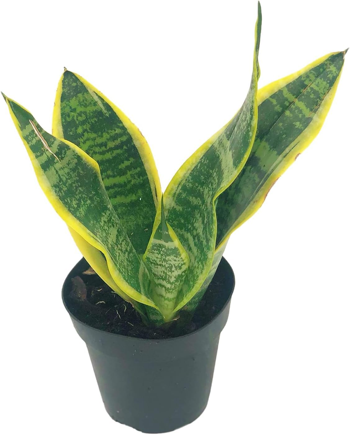Live Snake Plant – Sansevieria Superba Trifasciata – ragnaroc Tropical Plant in 4” Pot +6” Plant Height - 2ct - Indoor House Plant in Pot, Potted Succulent Plant