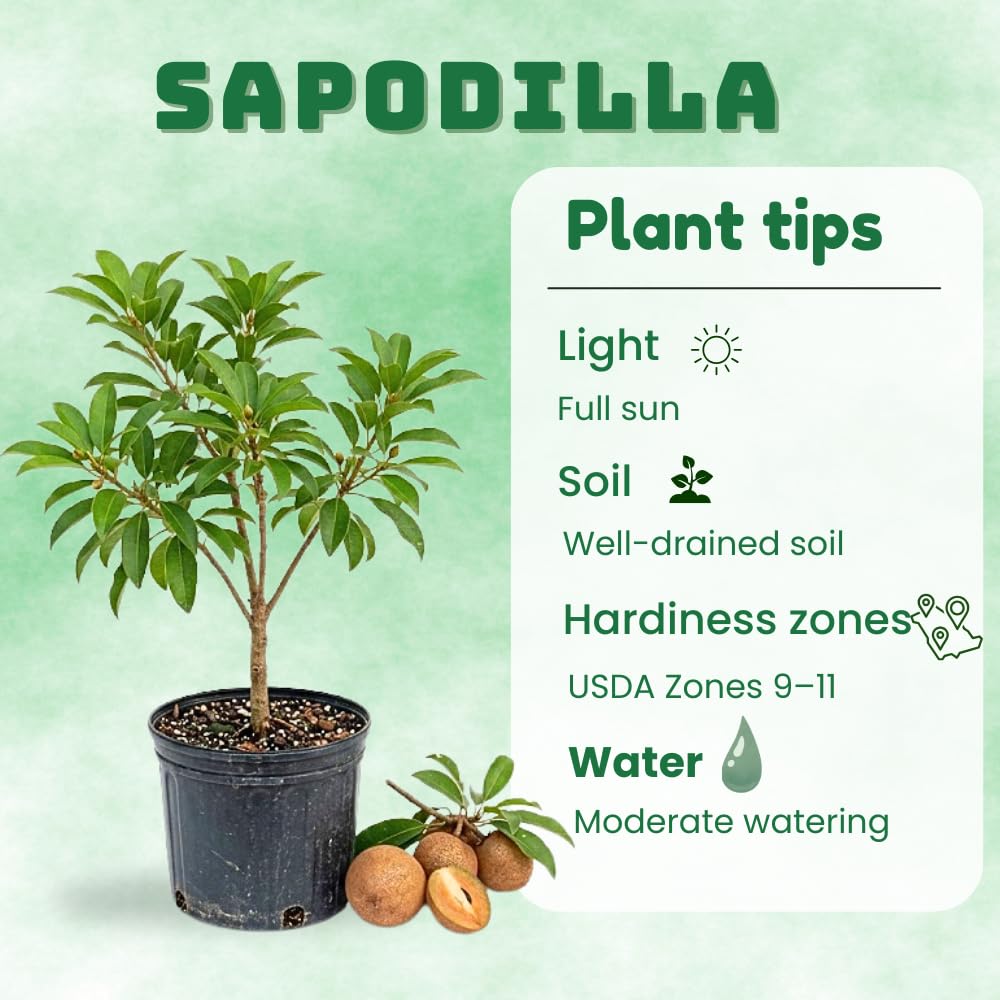 Sapodilla Tree Live Plant, Sapote Fruit Tree Plants for Outdoor Garden, 2-3' Tall in 3 Gallon Pot, No Ship to CA
