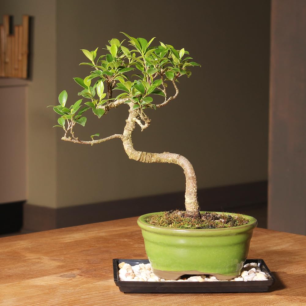 Brussel's Bonsai - Live Golden Gate Ficus Bonsai Tree with Ceramic Bonsai Pot & Humidity Tray, Indoor Bonsai Plant, 7 Years Old, 8-16 Inches Tall, Easy Care Houseplant for Home or Office (Medium)