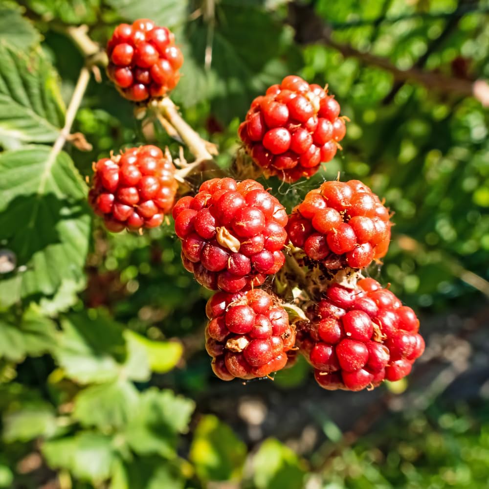 Set 2 Thornless Boysenberry Plants, Sweet Boysenberry Plants for Planting, 4 to 6 Inches Tall, High Yielding Berries for Indoor Outdoor Garden