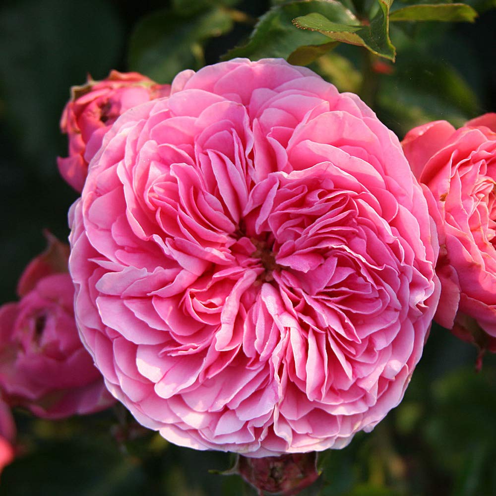 Heirloom Roses Rose Plant - Leonardo Da Vinci® Pink Rose Bush, Live Shrub Rose Plant for Planting Outdoors