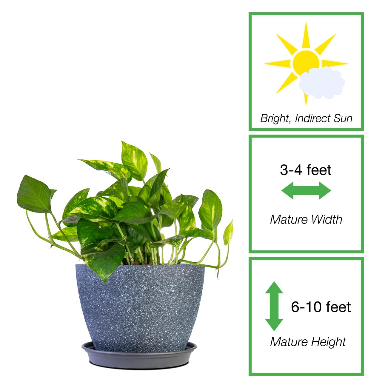 Perfect Plants Golden Pothos 6in. with Midnight Blue Pot | Epipremnum aureum Devil's Ivy | Easy Care Houseplant | Perfect for Low to Moderate Light Conditions | Air Purifying