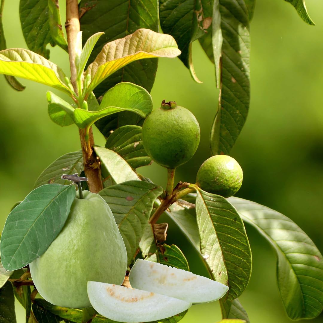 Live White Guava Tree Plant, Guava Tropical Fruit Tree, 2-3 Feet Tall in 3 Gallon Pot, Sweet Fruit for Outdoor Growing, No Ship to CA