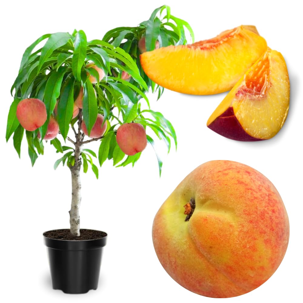 Grafted Yellow Red Peach Tree Live Plant, Well Rooted Peach Plant 1 Feet Tall for Planting Outdoor, Dormant, Ready to Bear Fruit Within 1-2 Years, No Pot