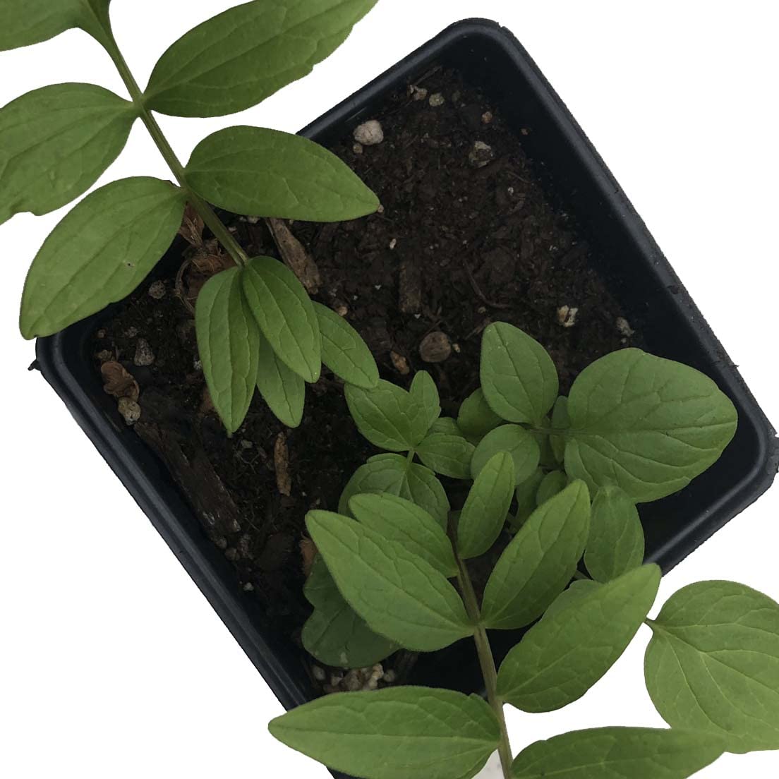 Smoke Camp Crafts Organic Valerian Herb Plant (Valeriana officinalis) Live Plant in 2.5-inch Pot - All-heal, Garden Heliotrope, Garden Valerian