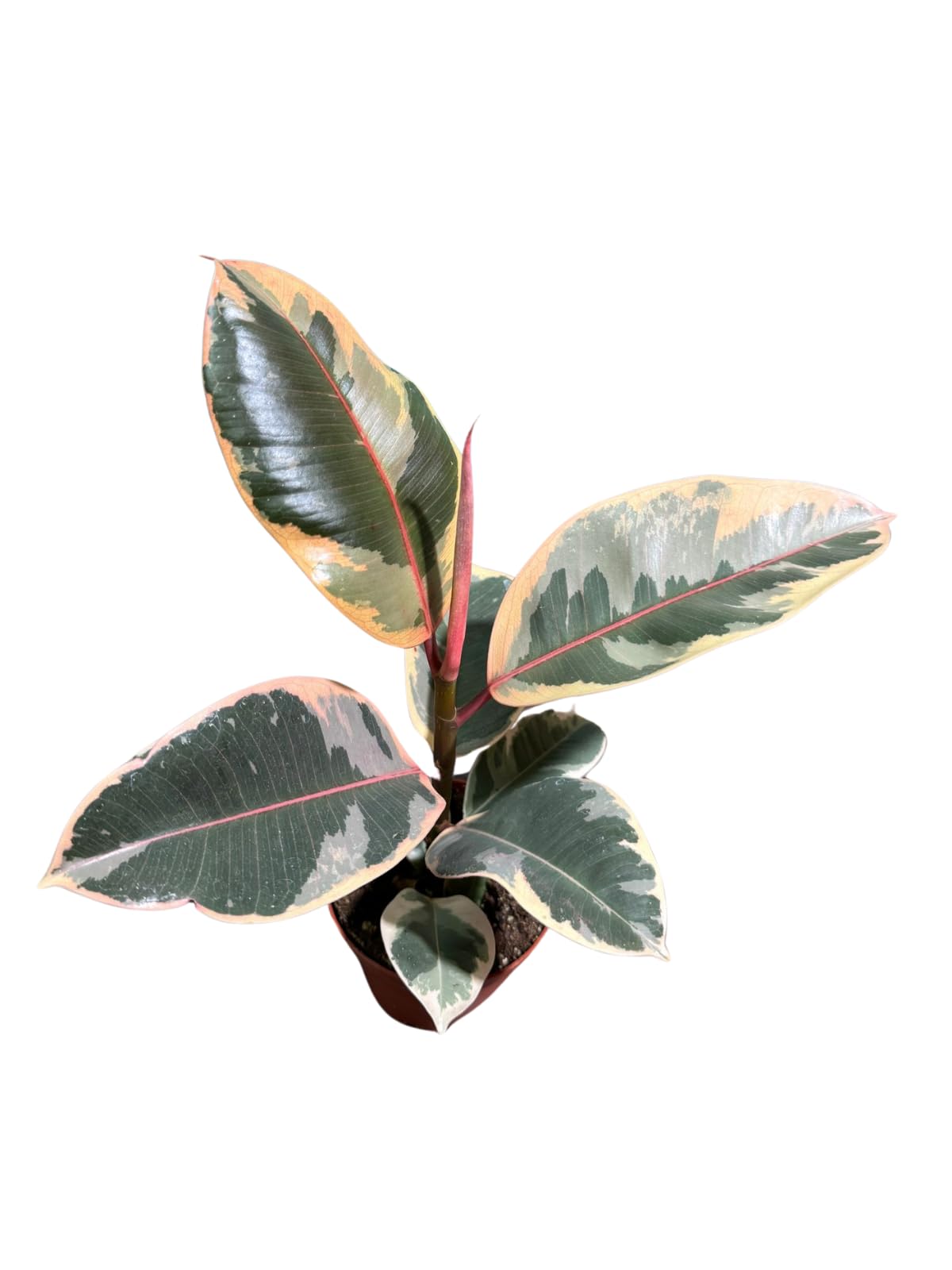 Variegated Ficus Elastica Tineke Rubber Plant in 4 inch Pot, Air Purifier Live Plant, Tropical Easy Care Houseplant, Office Gift Plant, Low Light Indoor Plant