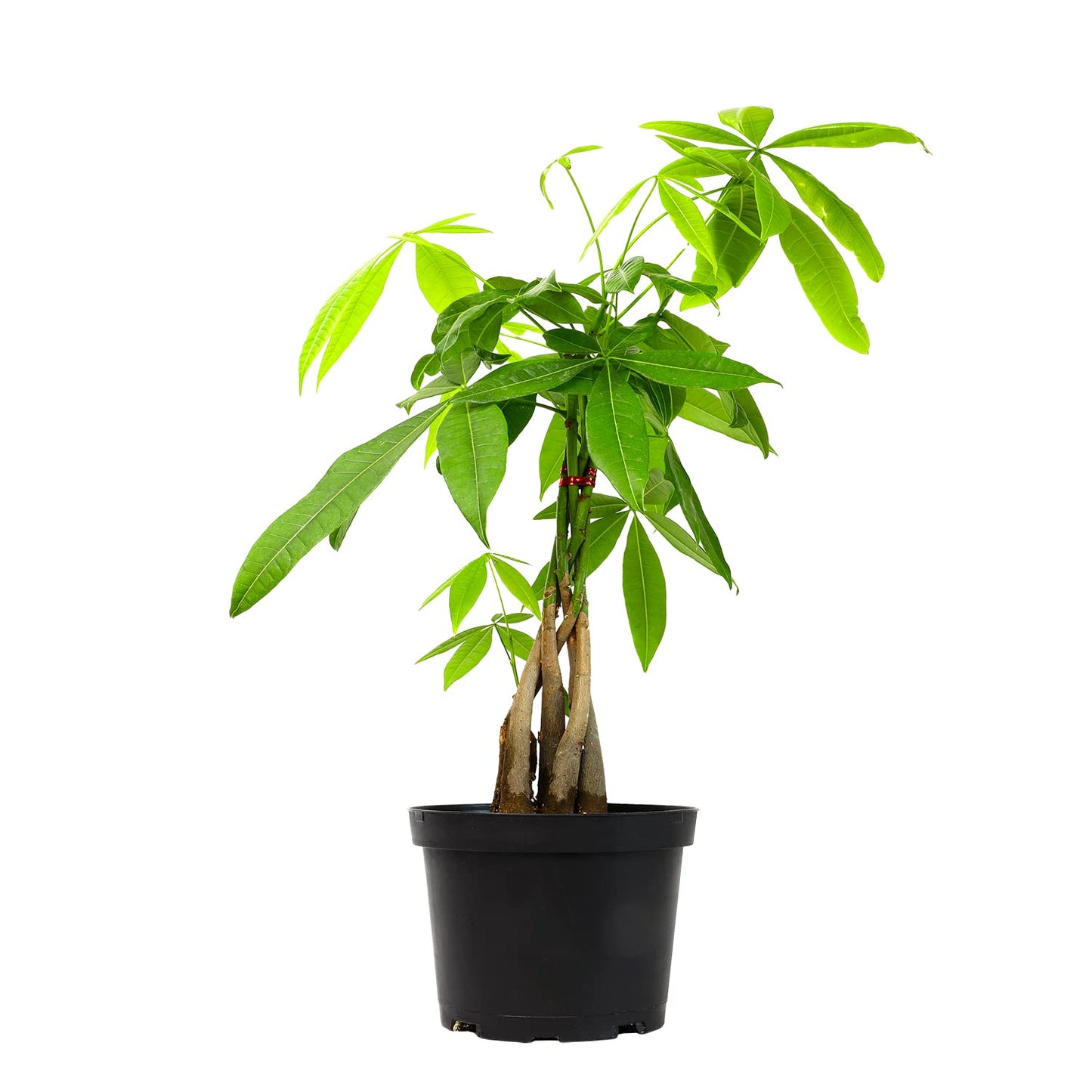 Live Money Tree Houseplant in 6" Grower Pot, Air Purifying Pet Friendly Plant, Easy Care for Beginners, Pachira Aquatica, Bonsai & Feng Shui Houseplants by Plants for Pets