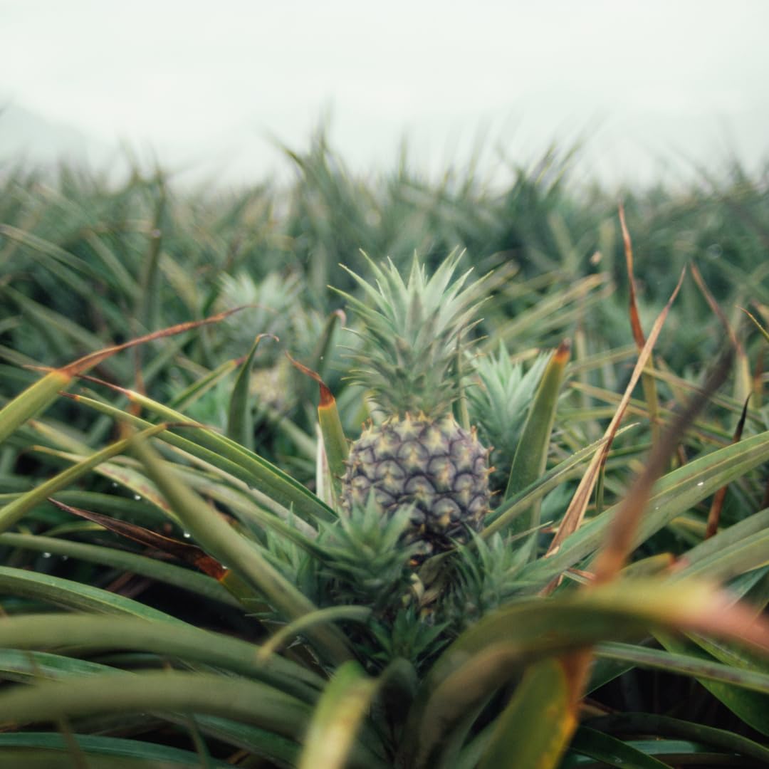 Set 2 Pineapple Plants Live, Sweet Pineapple Shrubs, Tropical Fruit, 4 to 8 Inch Tall for Planting Outdoor (Sugarloaf)