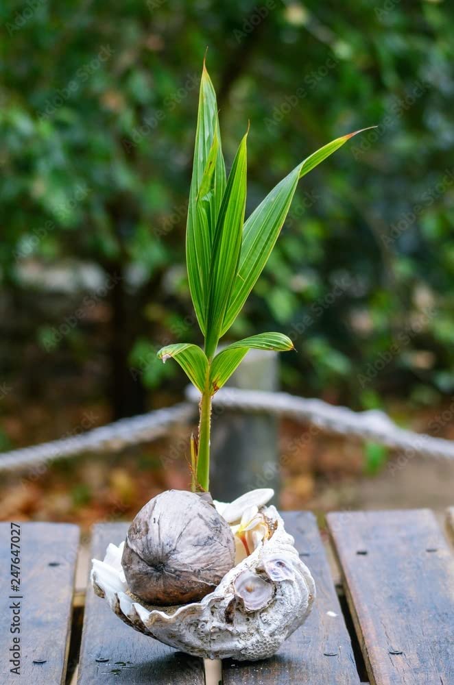 Live Coconut Palm Tree 1 to 4 Feet Tall XL Sprouted Cocos Nucifera Live Plant OK to Ship to California Green Dwarf Malayan