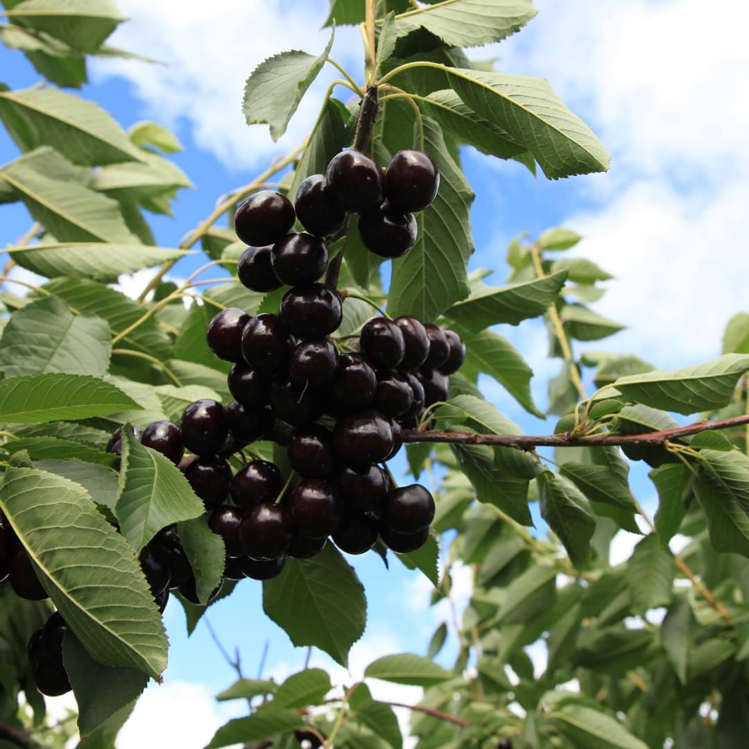 Black Cherry Tree Live Plant, 1 Year Old Sweet Cherry Bare Roots 1.5-2 Feet, Dormant, Hardy Shade Tree for Garden or Landscape