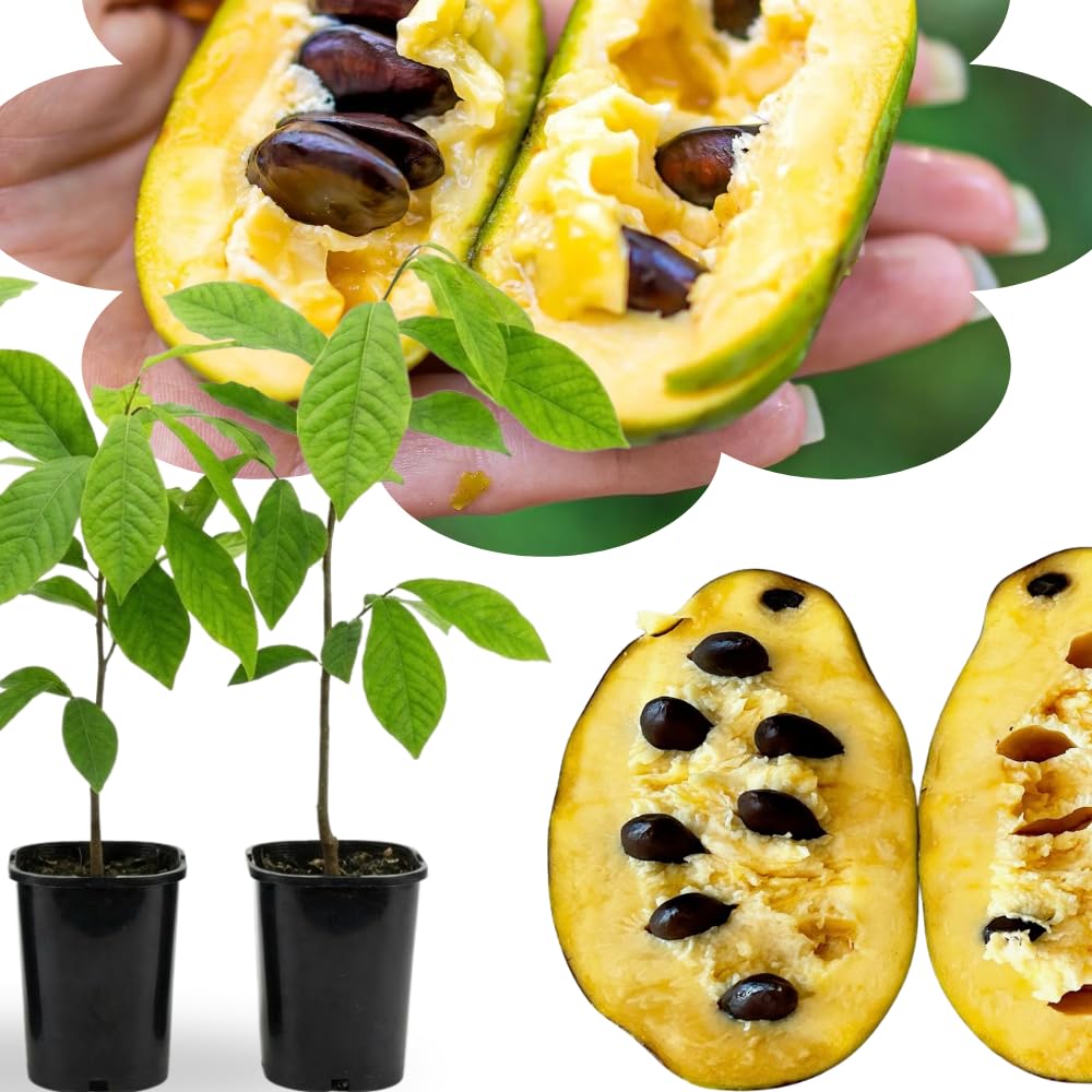 Pack 2 Paw Paw Trees Live Plants, Potted Pawpaw Seedling Plants, 1 Year Old Well Rooted, Common Pawpaw Asimina Triloba, No Leaf in Winter