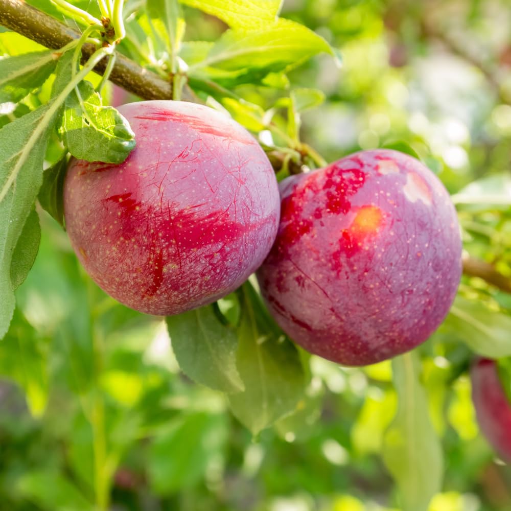 Santa Rosa Plum Trees Live Plants, Live Plum Tree in 3 Gal Pot, Large Plant from 3 Feet Tall, Sweet and Juice Fruit for Outdoor Gardening, No Ship to CA