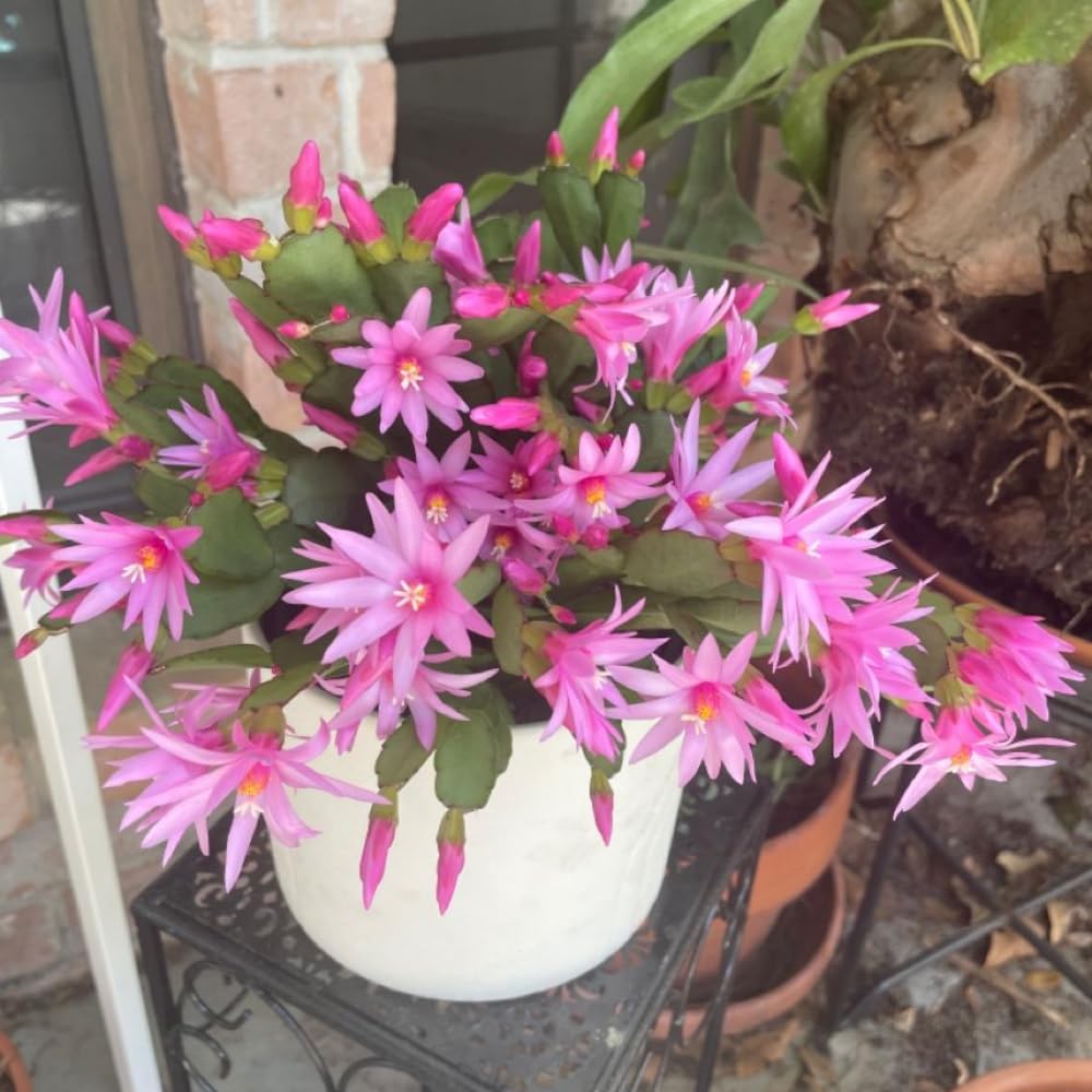 Light Pink Easter Cactus Plant, 4 to 6 Inch Tall Live Spring Easter Cactus, Ornamental Flower Houseplant for Indoor Oudoor Garden