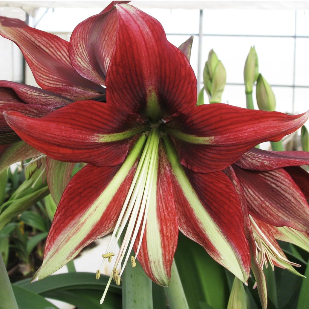Ruby Star Amaryllis | Red and White Bare Root Bulb | 28-30 cm | 16-24" Tall | 2-3 Stems | Vibrant Floral Display | Ideal for Indoor & Outdoor Planting