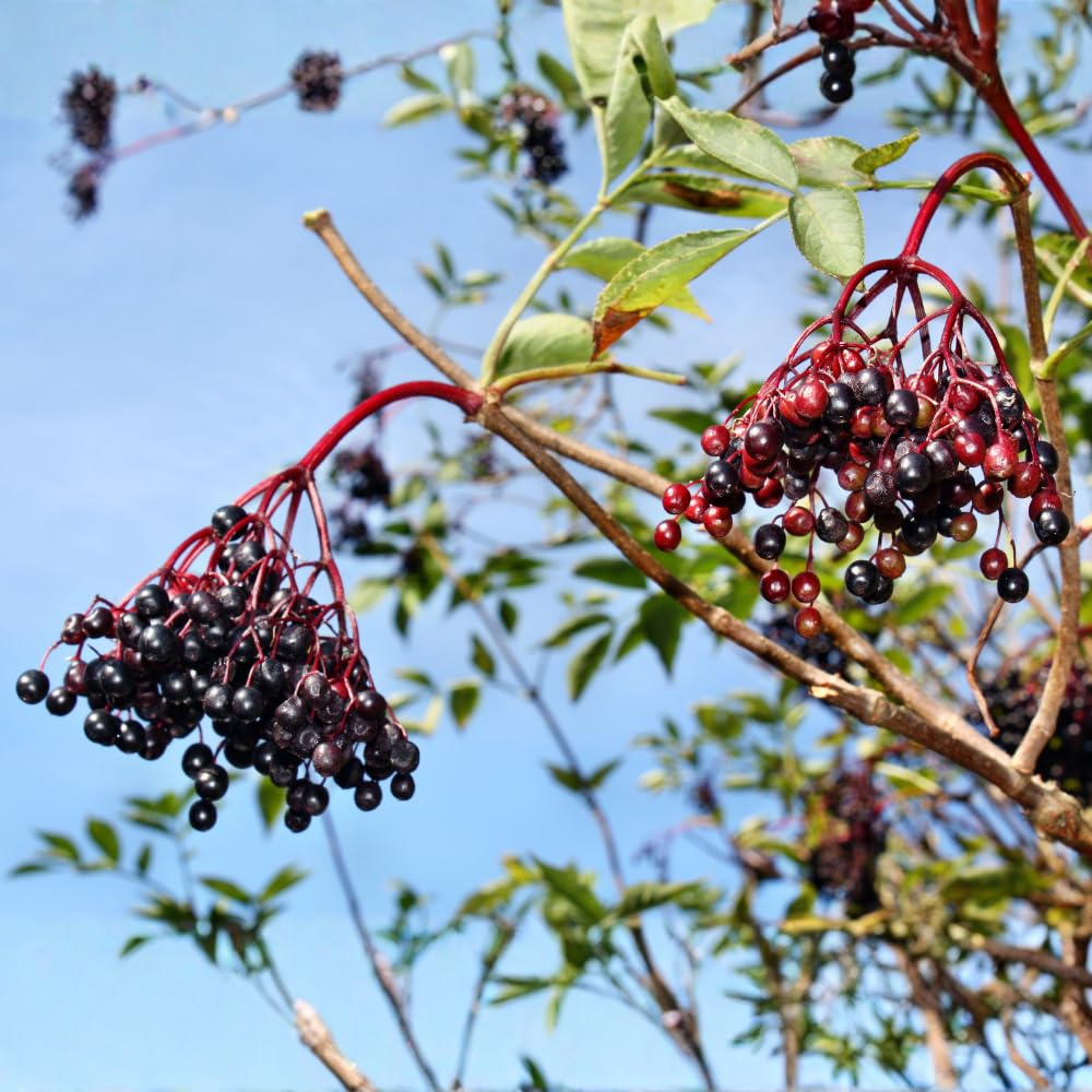 2-Pack Black Elderberry Tree Live Plants | 8-12" Bare Root Seedlings | Fast-Growing Fruit Bearing Shrubs