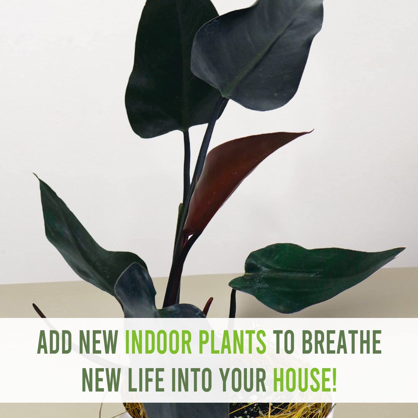LEAL PLANTS ECUADOR Philodendron Majesty| Philodendron Exotic Houseplant for Living Room| Live Indoor Plants| Philodendron Live plant| philodendron pink princess live plant