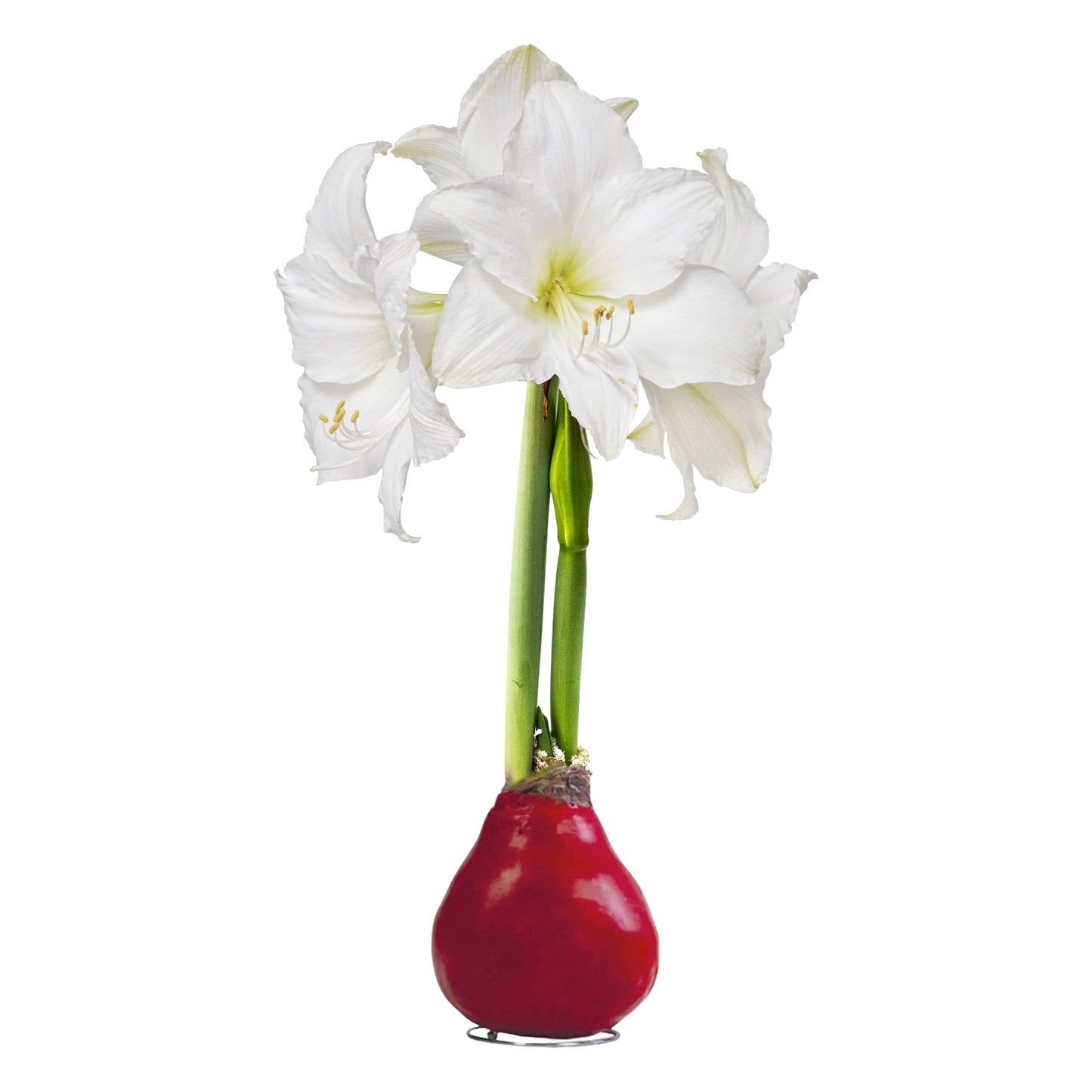 Waxed Amaryllis Bulb - Red Wax, White Blooms - Easy Care - No Watering Needed! Beautiful Live Décor!