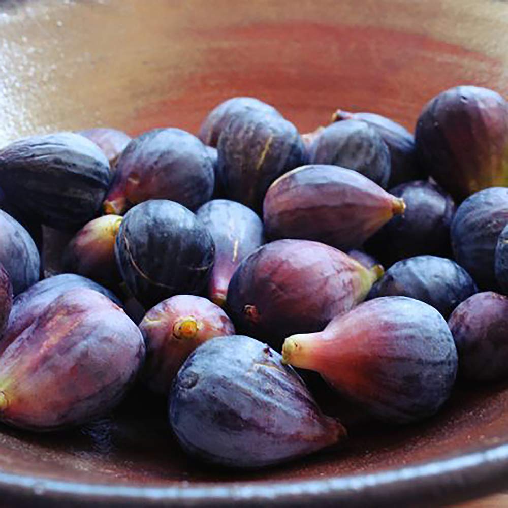 Fig 1 Gal. Black Mission Fig Plant